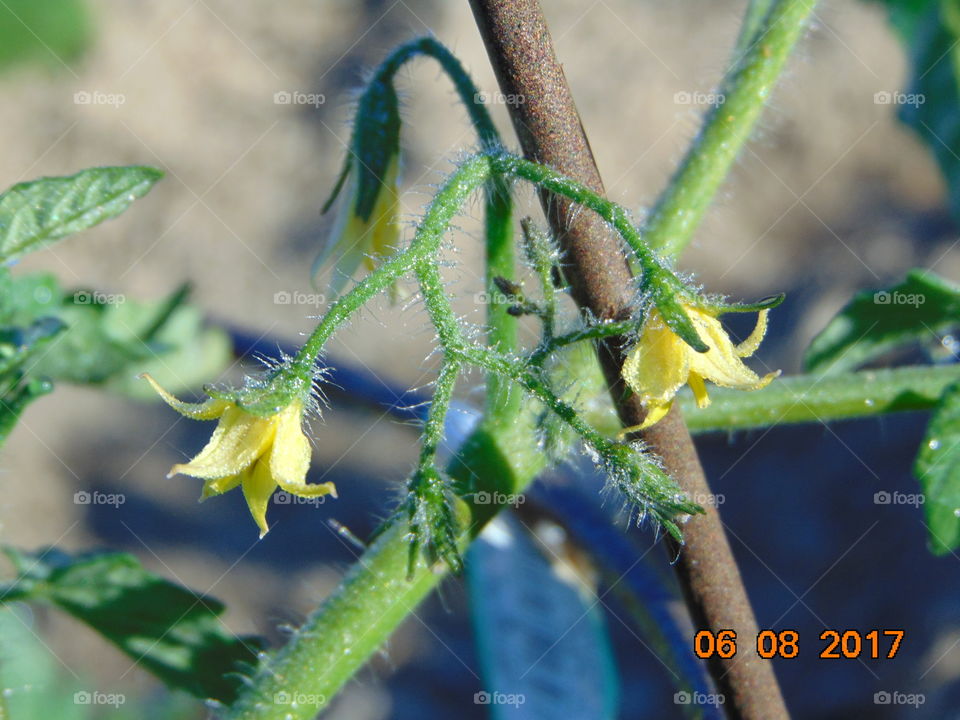 tomato blooms