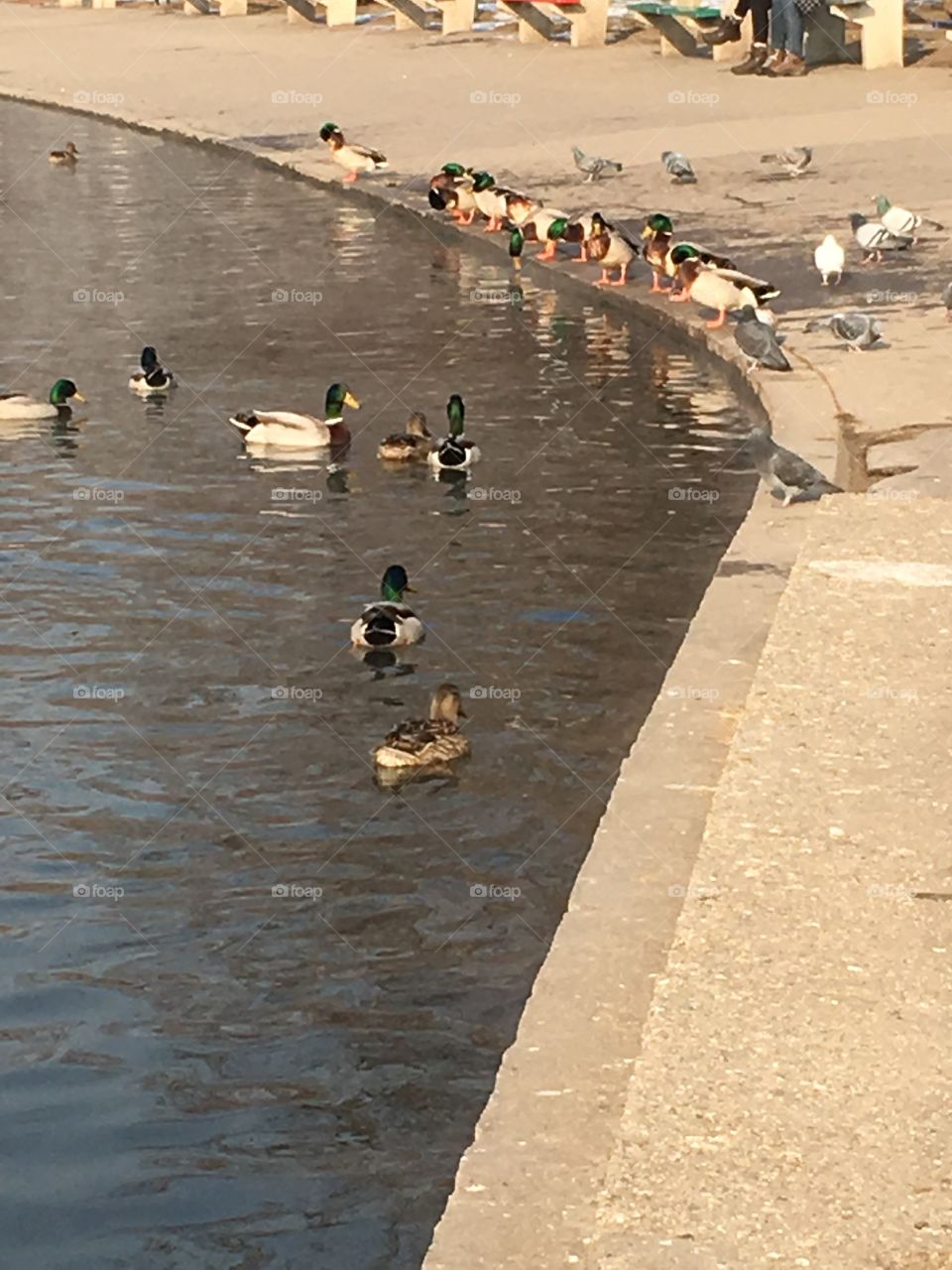 Warm duck pond