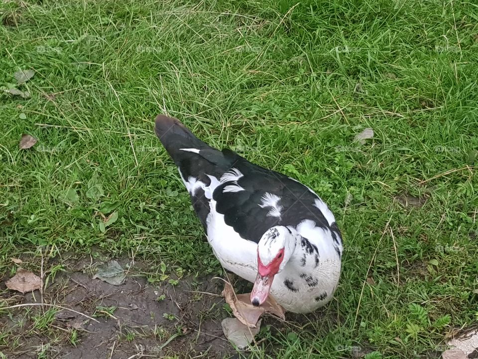 Photo of a special breed: The Duck. Black, white and red.