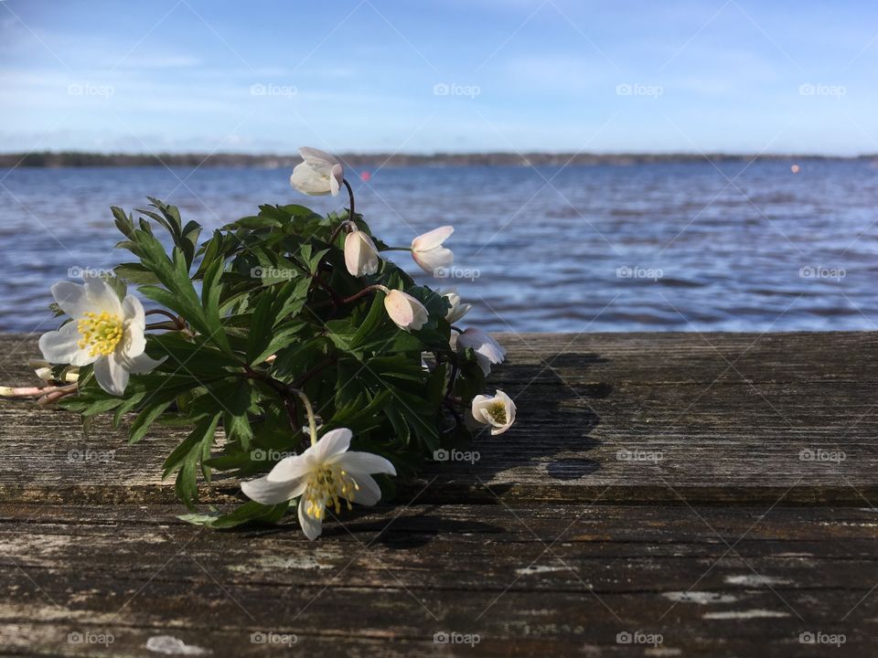 Wood anemone