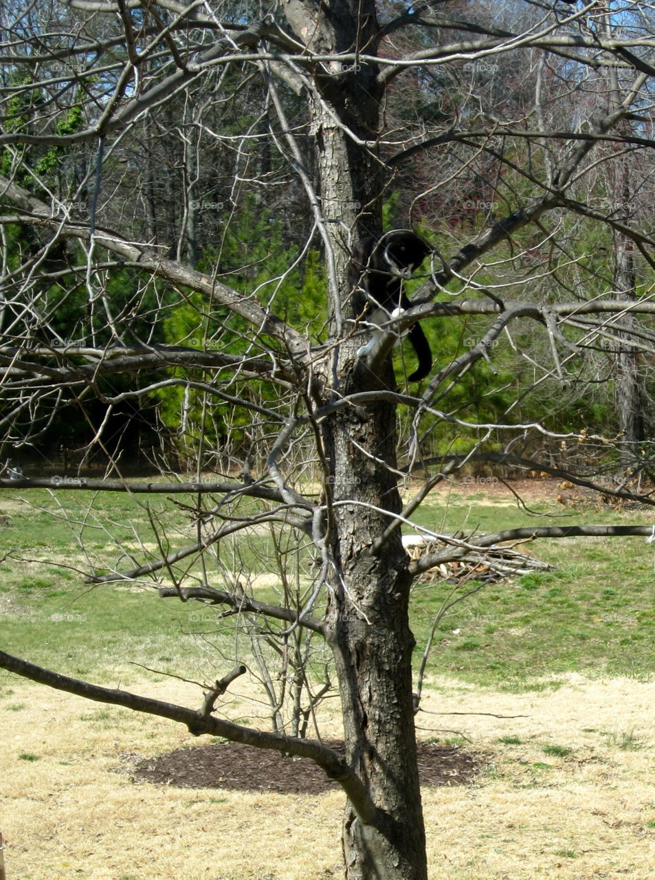 Cat in the tree 