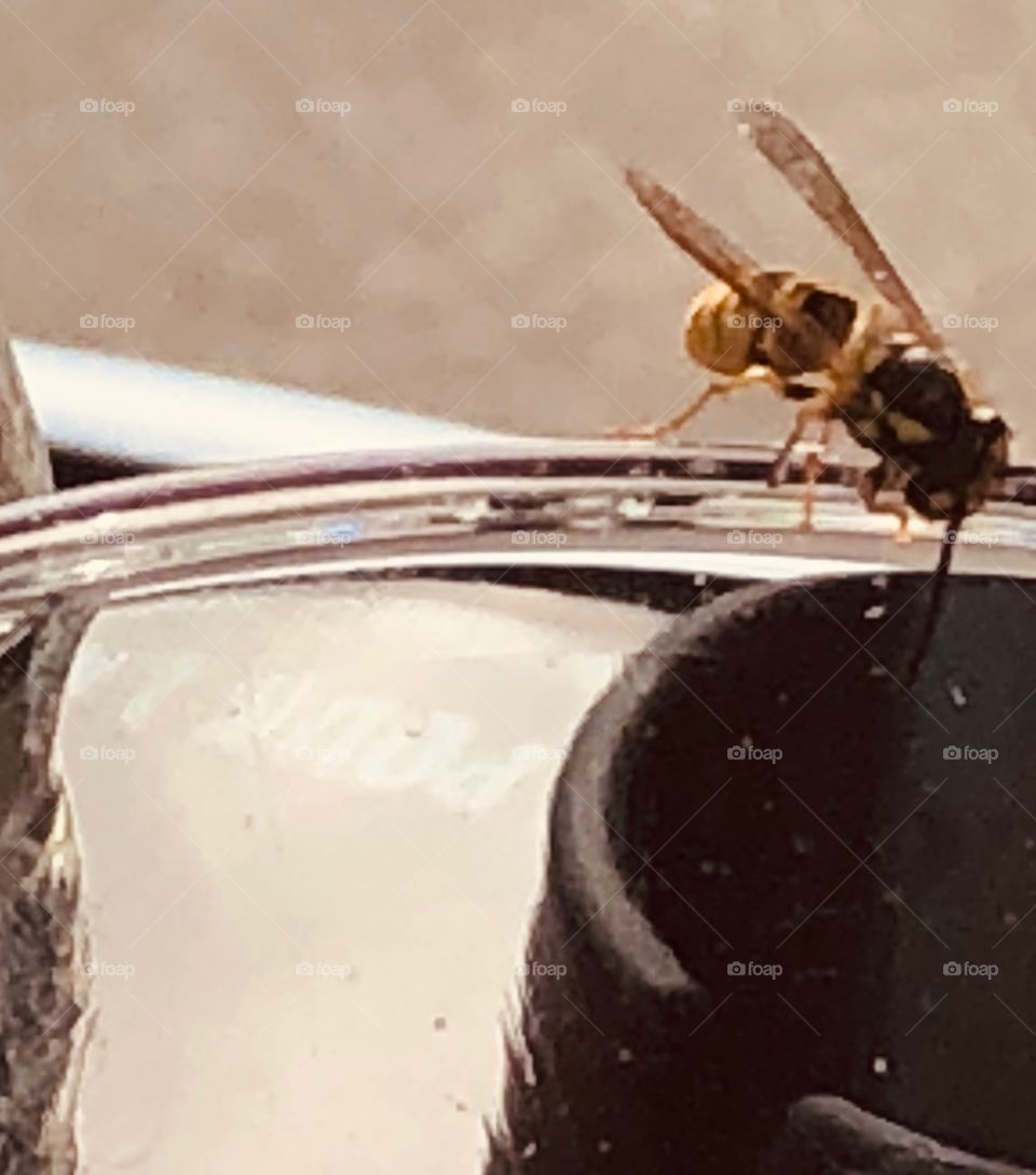 Agressive wasps on a glass, to Paris near the St Lazare station drinking a 🍻beer 🐝