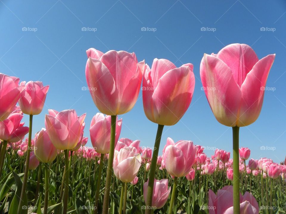 Three Pink Tulips