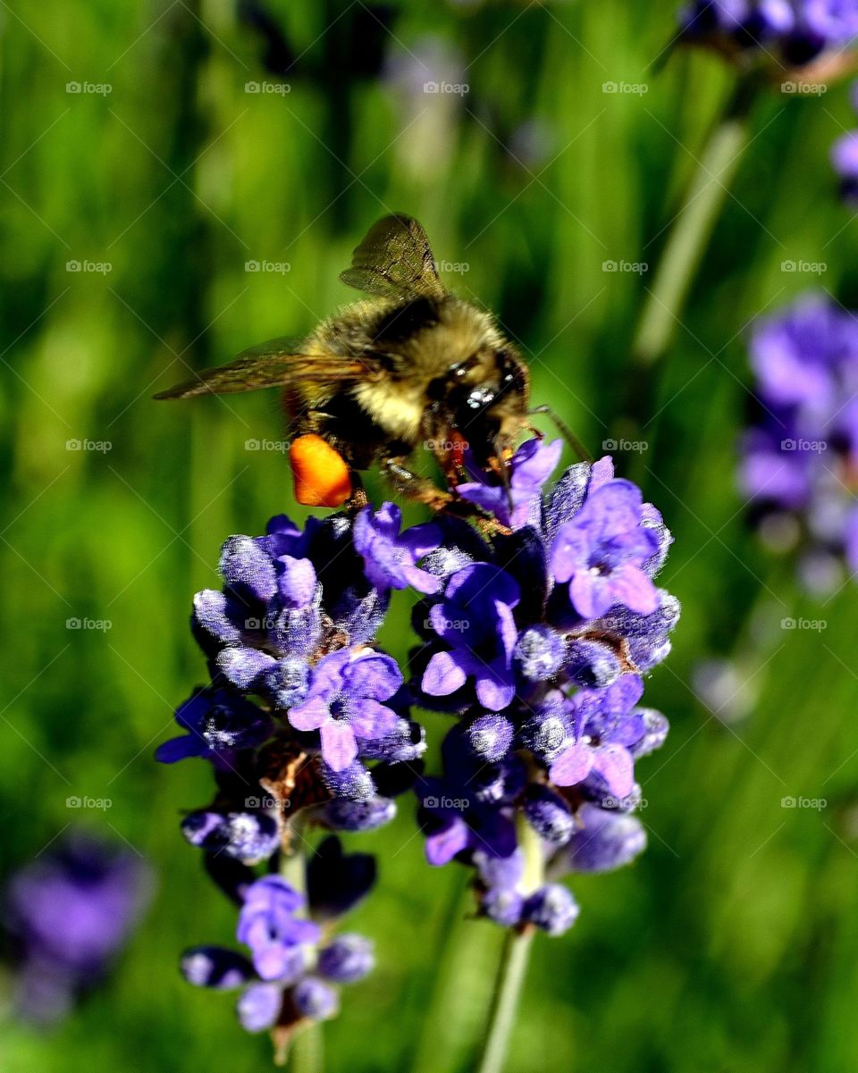 Honey bee and flower