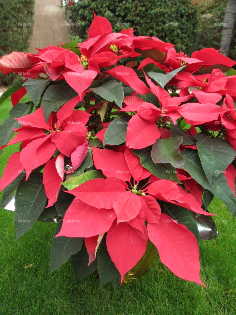 Poinsettia.