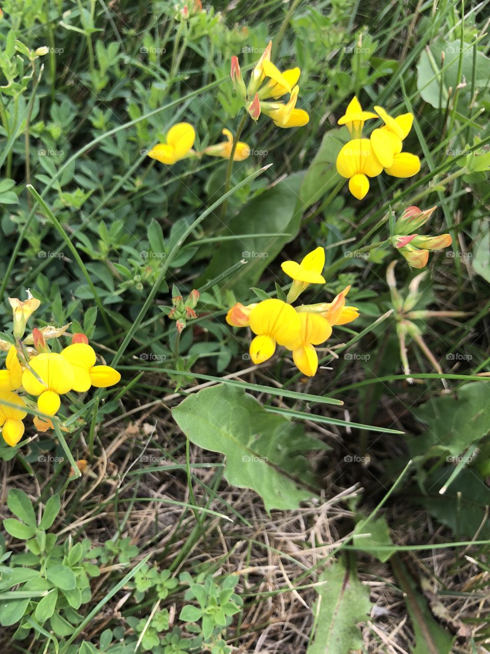 Beautiful day with bright and colorful summer bloom of bright yellow flowers and vibrant green grass. Photos can be used for interior design. These were taken on iPhone 8
