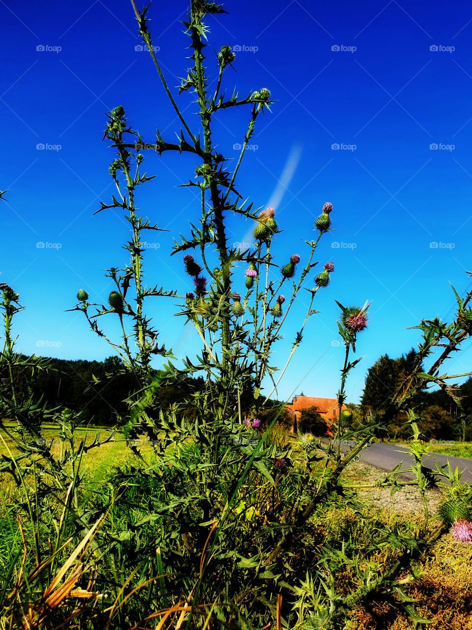 plants against blue sky