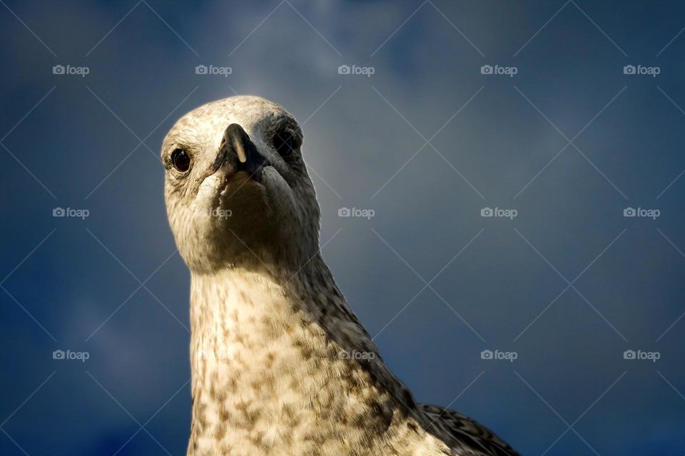 A really angry looking seagull