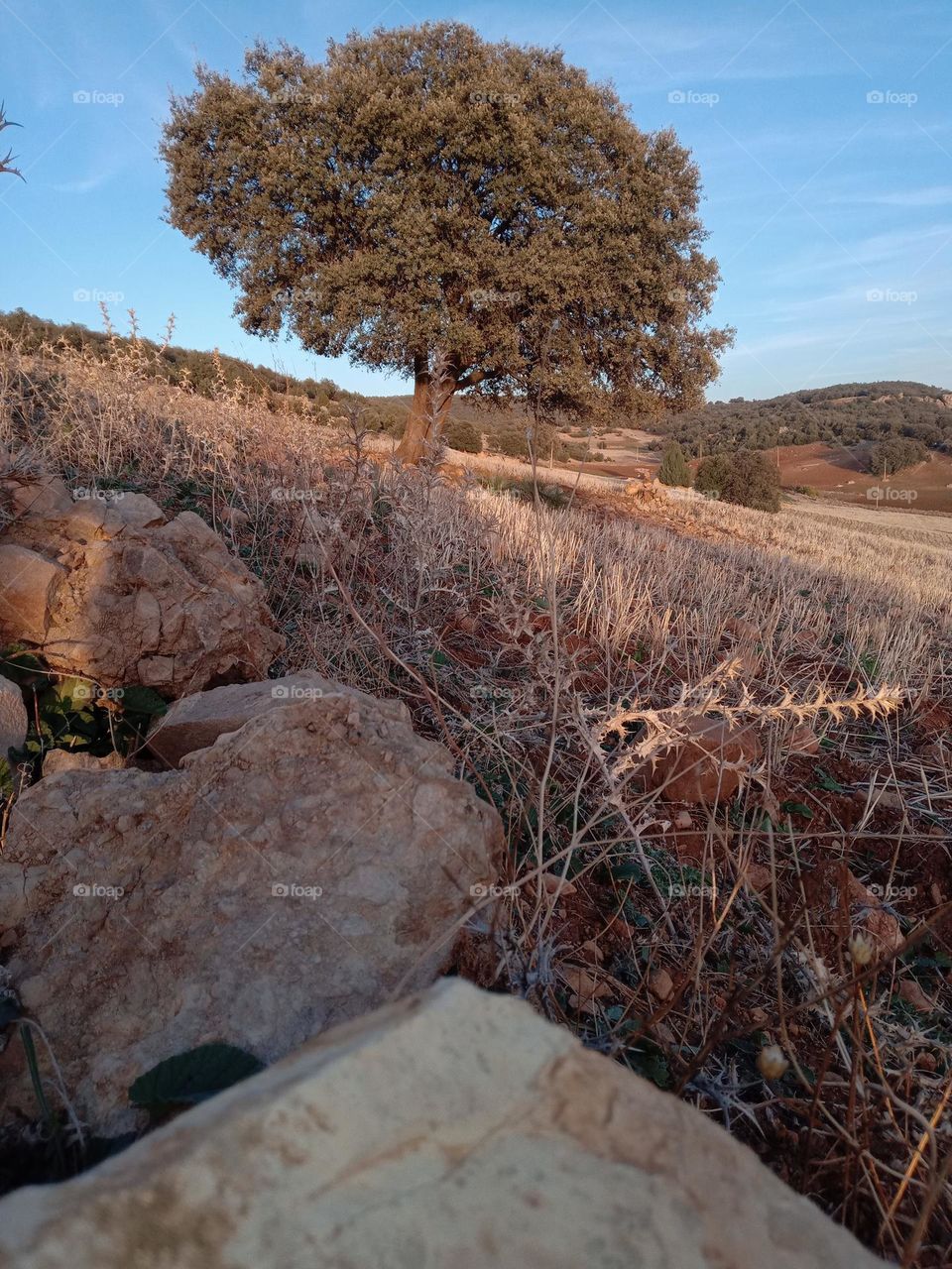 beautiful picture of an oak tree in the  village