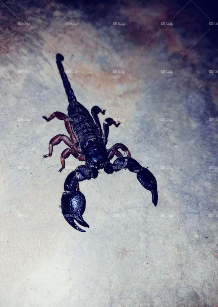 Shooting before Painful Sting