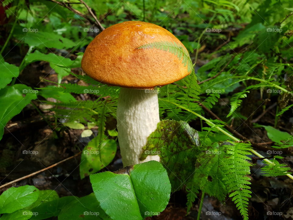 edible aspen mushroom