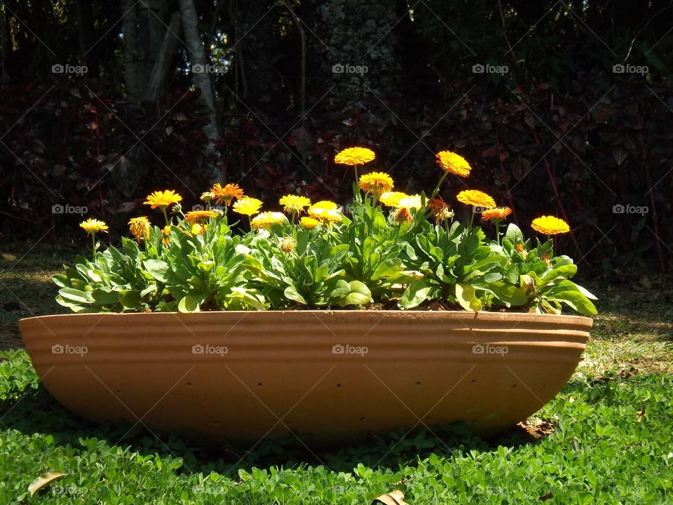 Flower in vaso