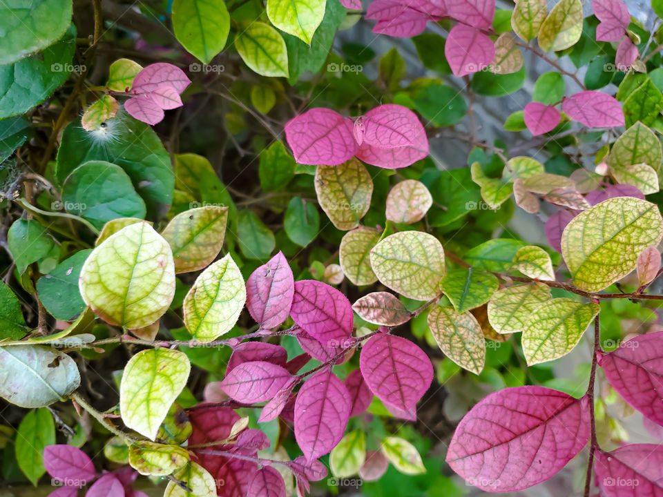 Pink leaves - loropetalum