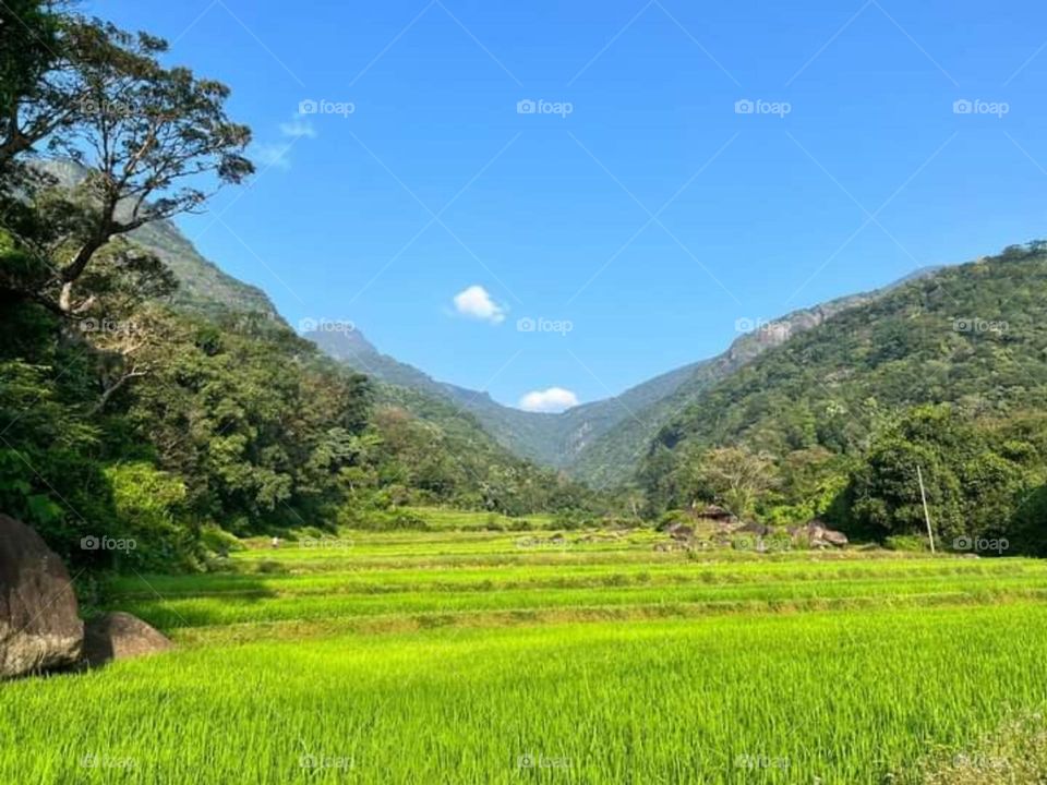 mountains through the paddyfiled