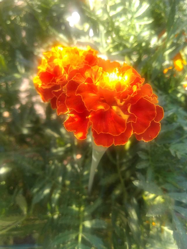 orange flowers