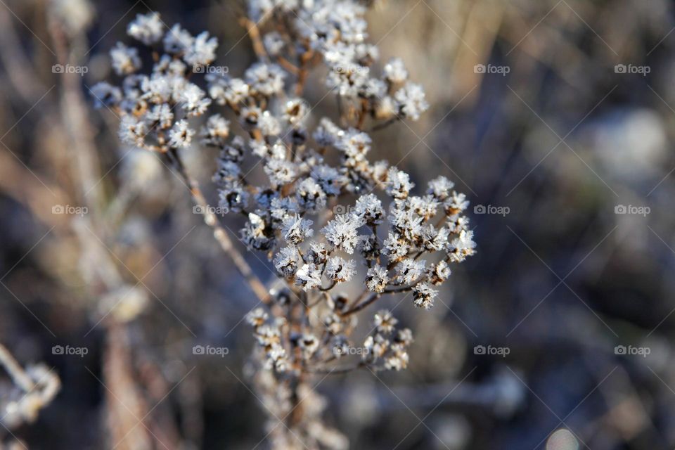 plants and flowers frozen outside in the garden. icy frost covers the stems and leaves of flowers in the form of micro-icicles.