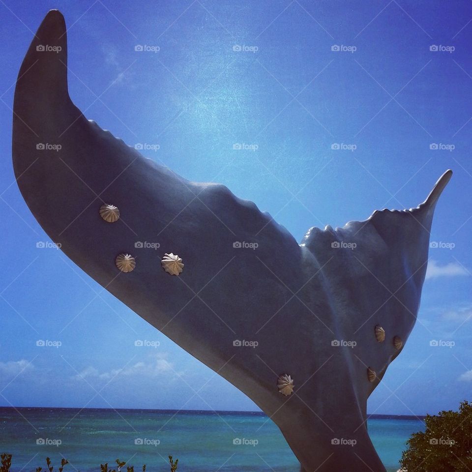 Whale Tail