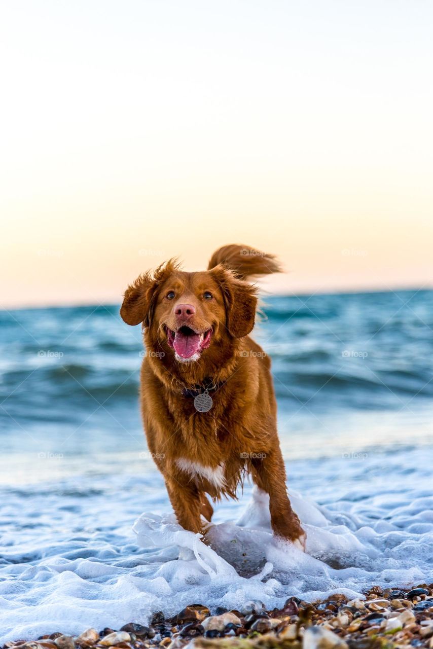 Brown coated dog running on the sea