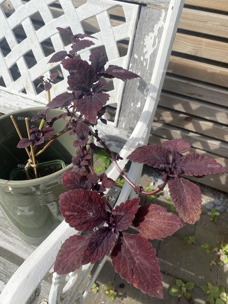 Roaring fire tree 😍