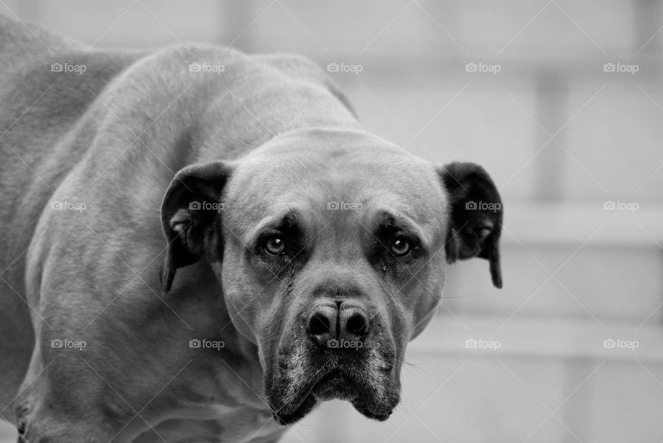 Pet boerboel in black and white staring with those eyes