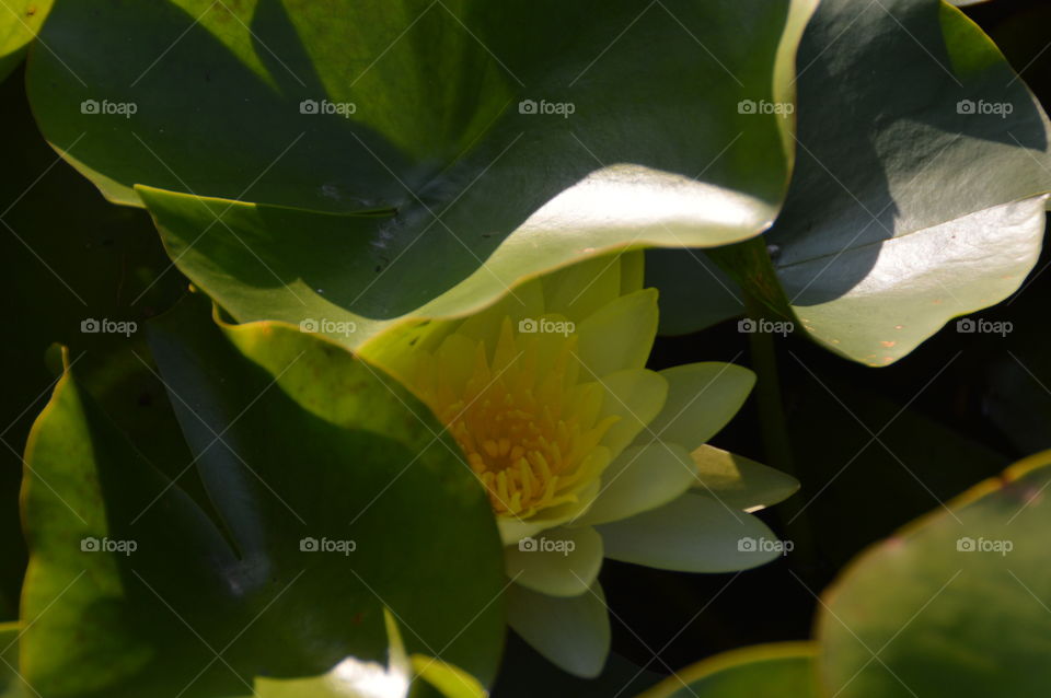 Pond lily