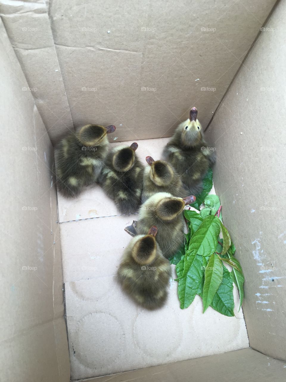 Ducklings in a box rescued from a dog that killed their mother! Sooo cute 