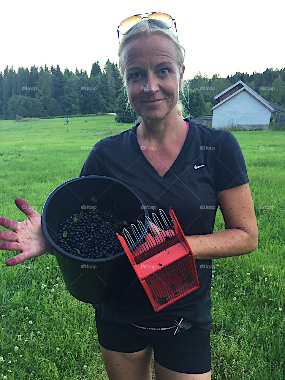 Picking blueberries