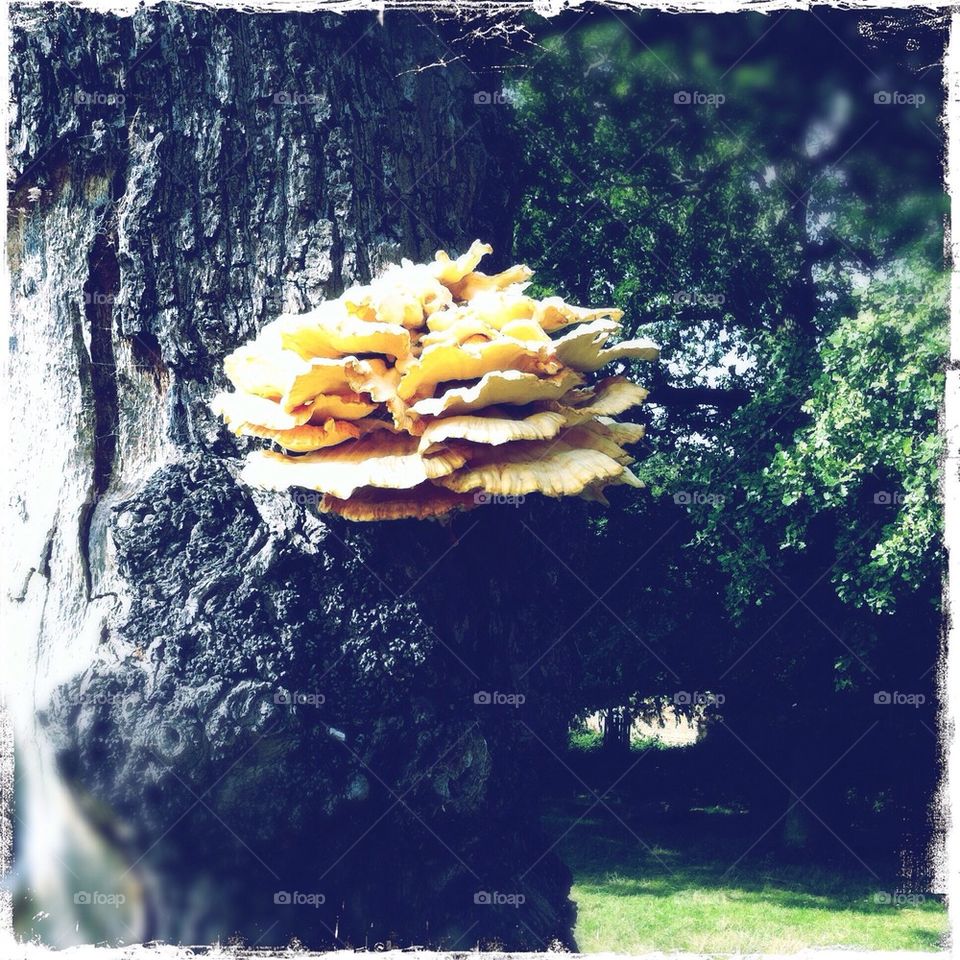 Fungus. Beefsteak fungus