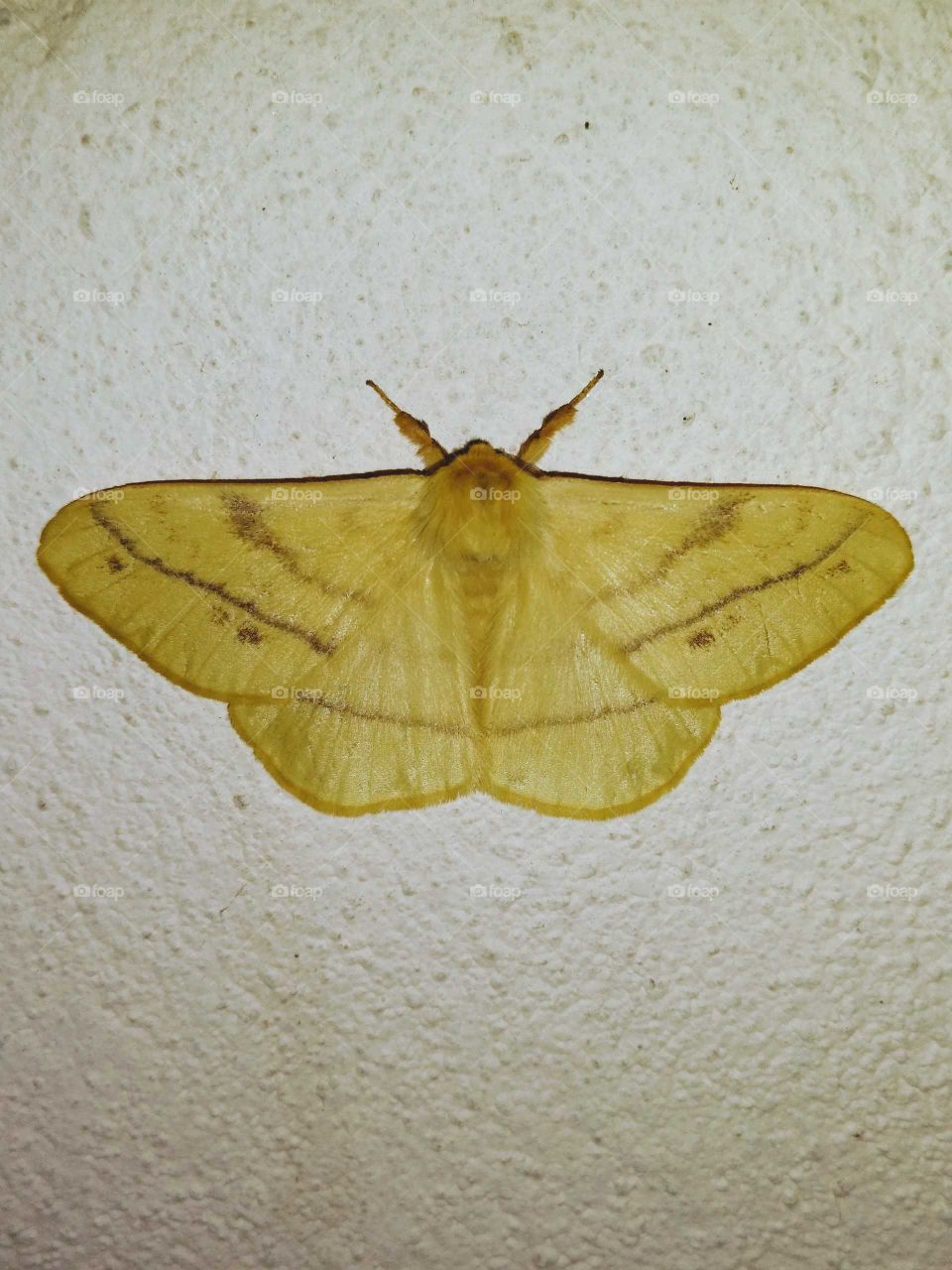 a moth on the wall