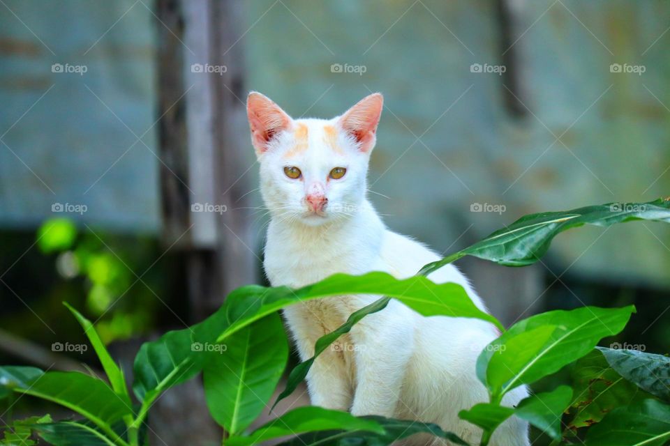 A cat enjoying the twilight