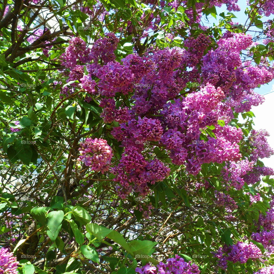 lilac bush