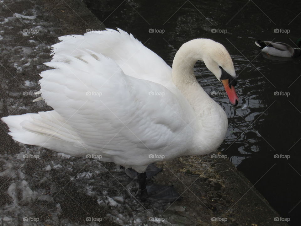 All Fluffed Up