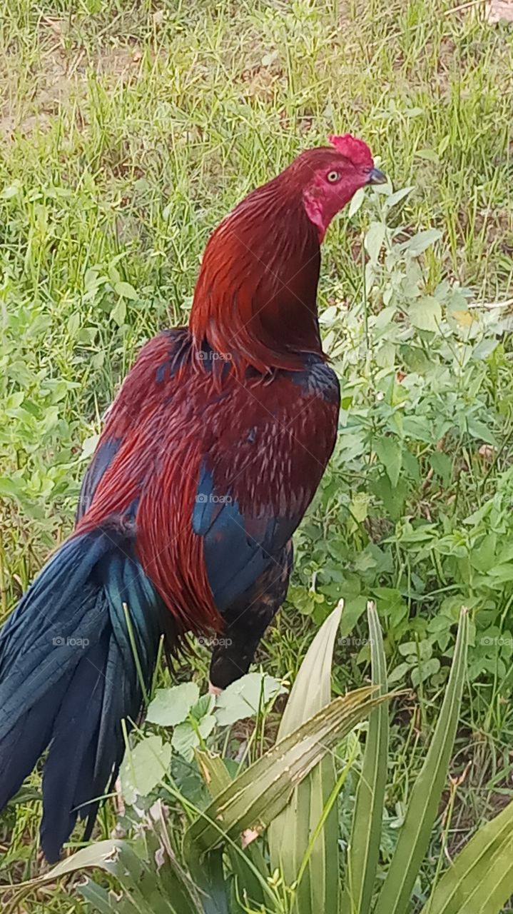 This is very very beautiful and very nice click