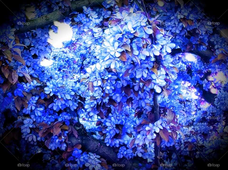 Cobalt flowers