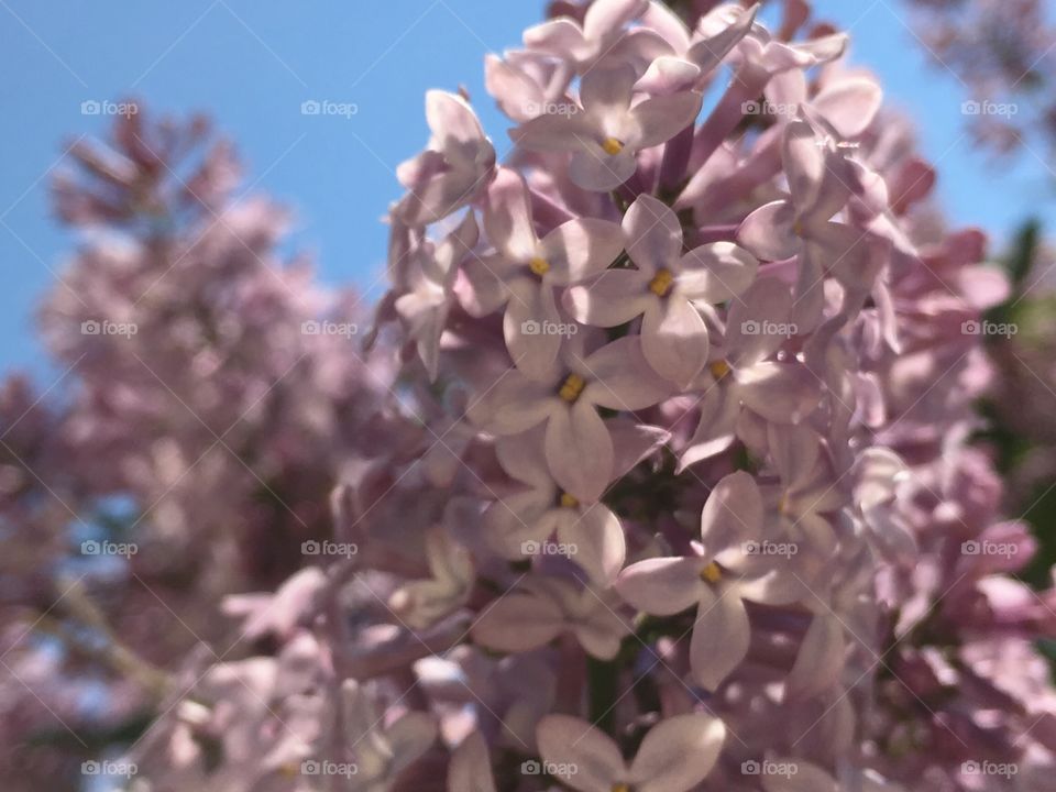 Tree blooming lilacs 