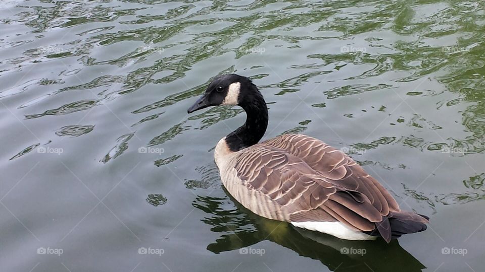 goose swimming