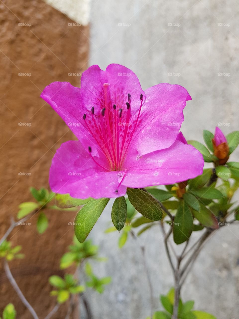 Linda flor rosa