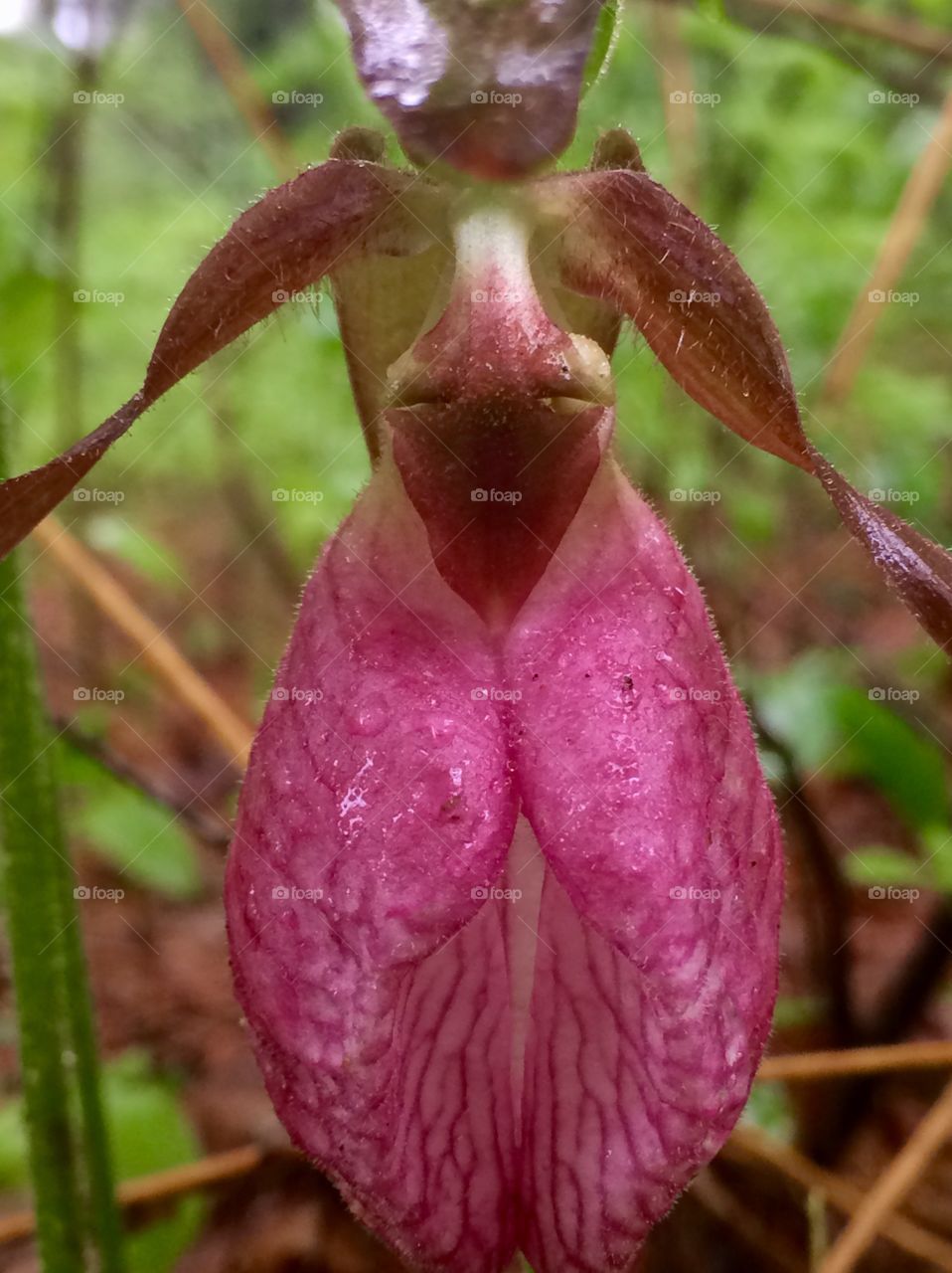Lady Slipper