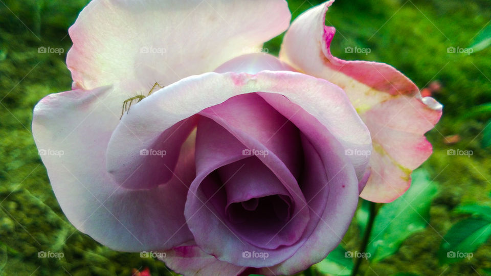 Beautiful purple and white color rose flower with natural background