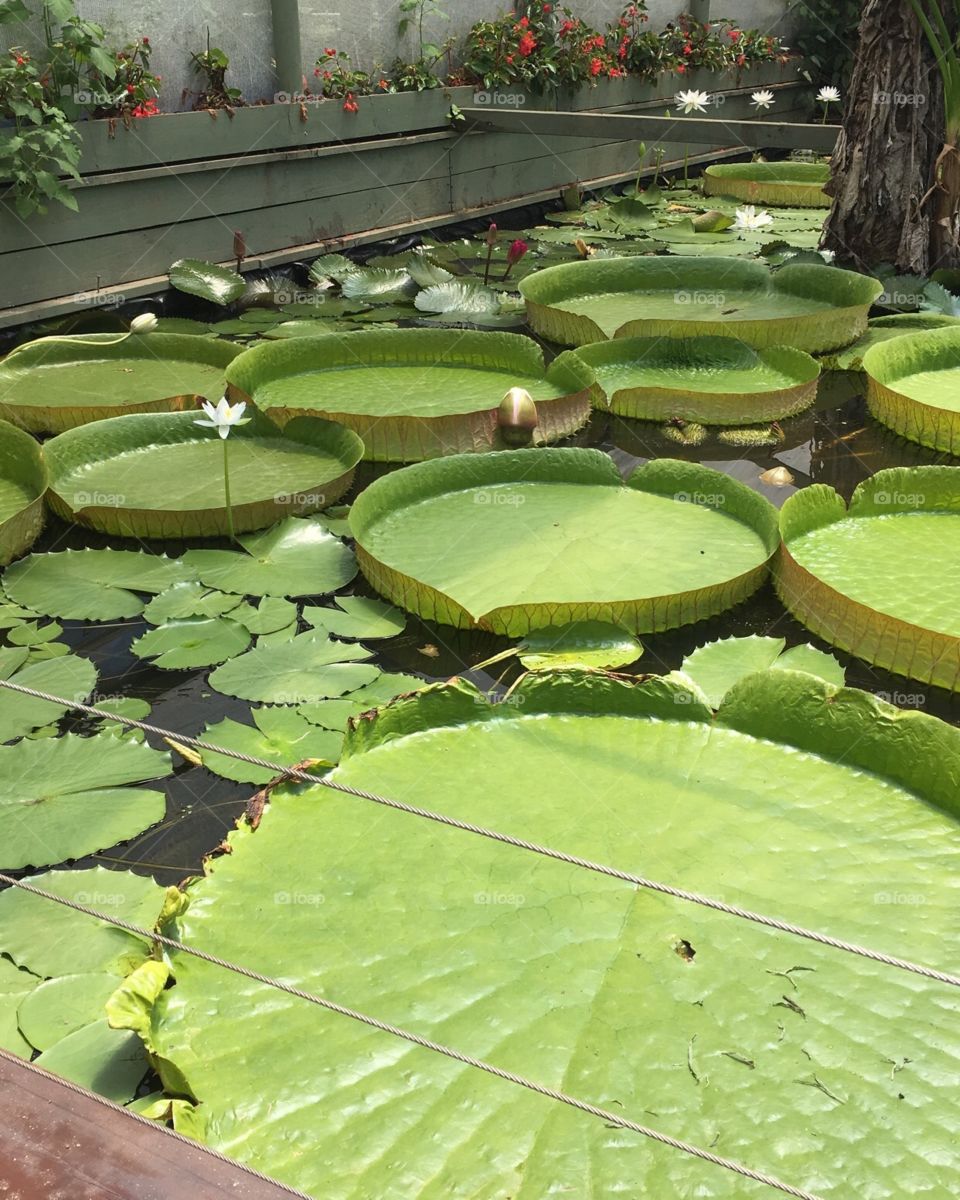 Giant Water Lillies At The Blue Lotus Water Garden