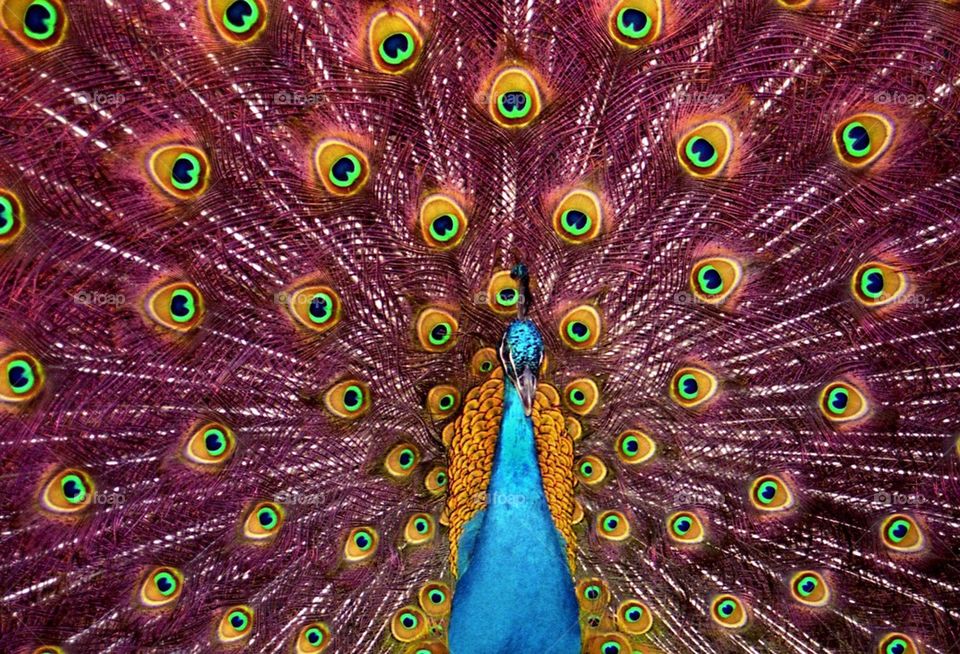 Peacock