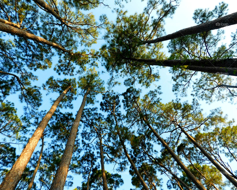 Low angle view of trees