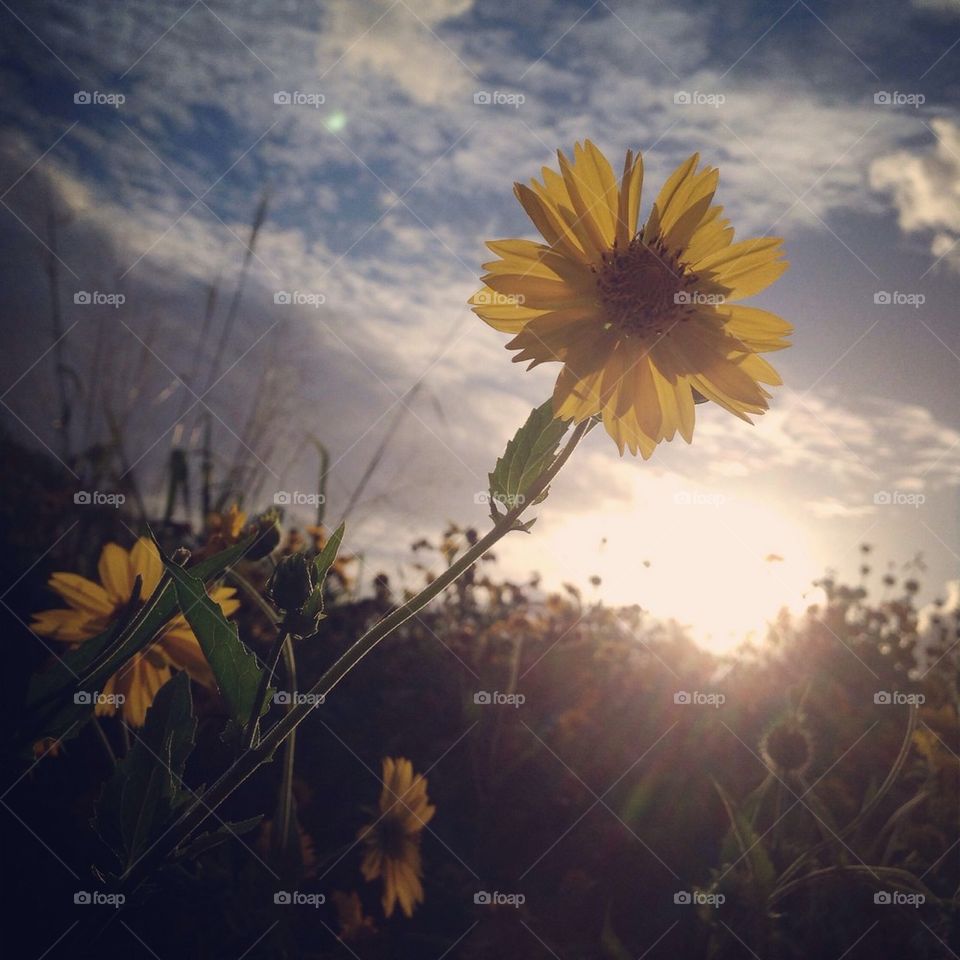 Sunlit Yellow Flower