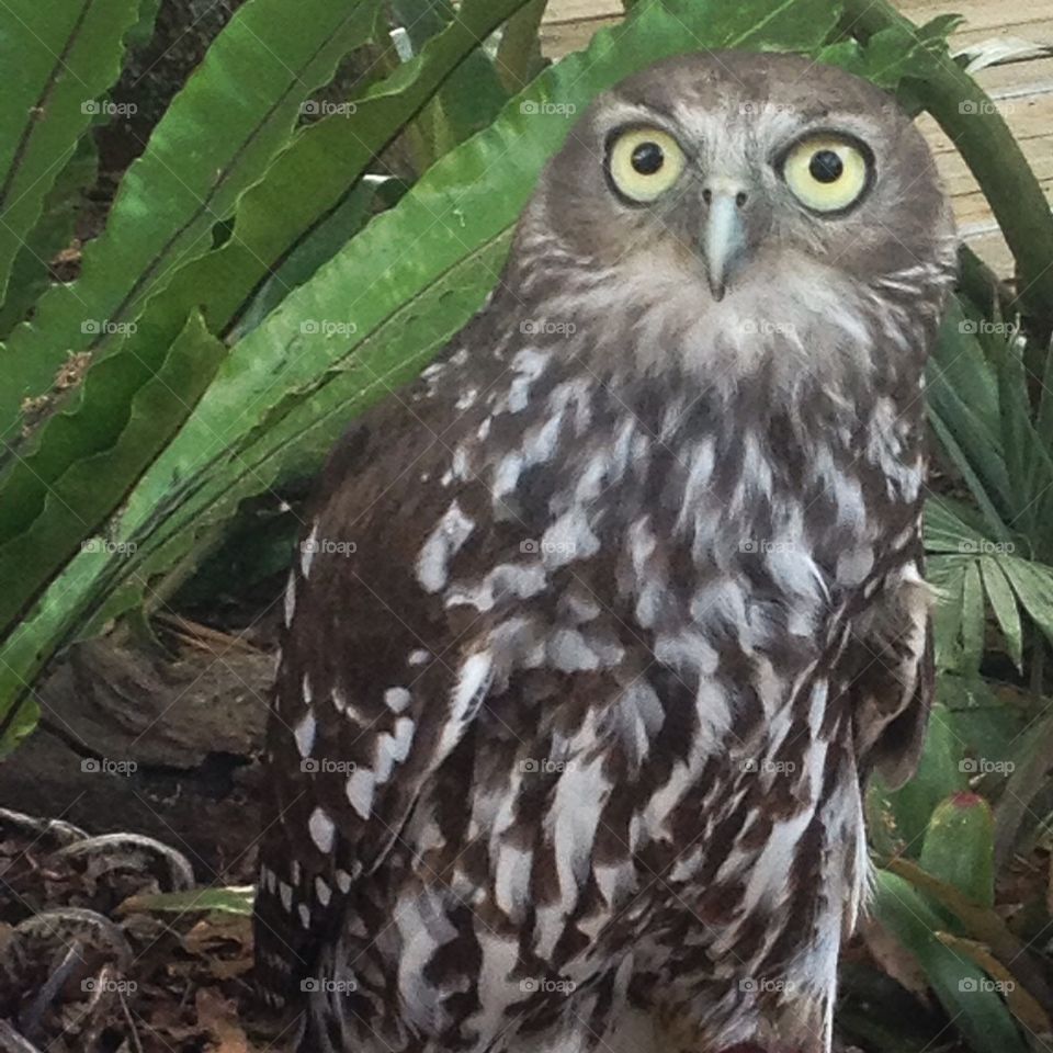 Barking Owl