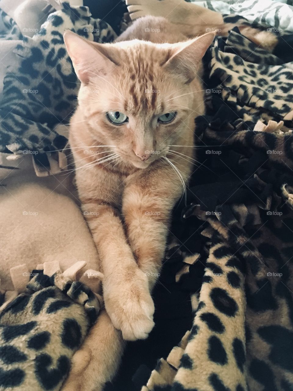 Ginger kitty in a black and animal print blanket 
