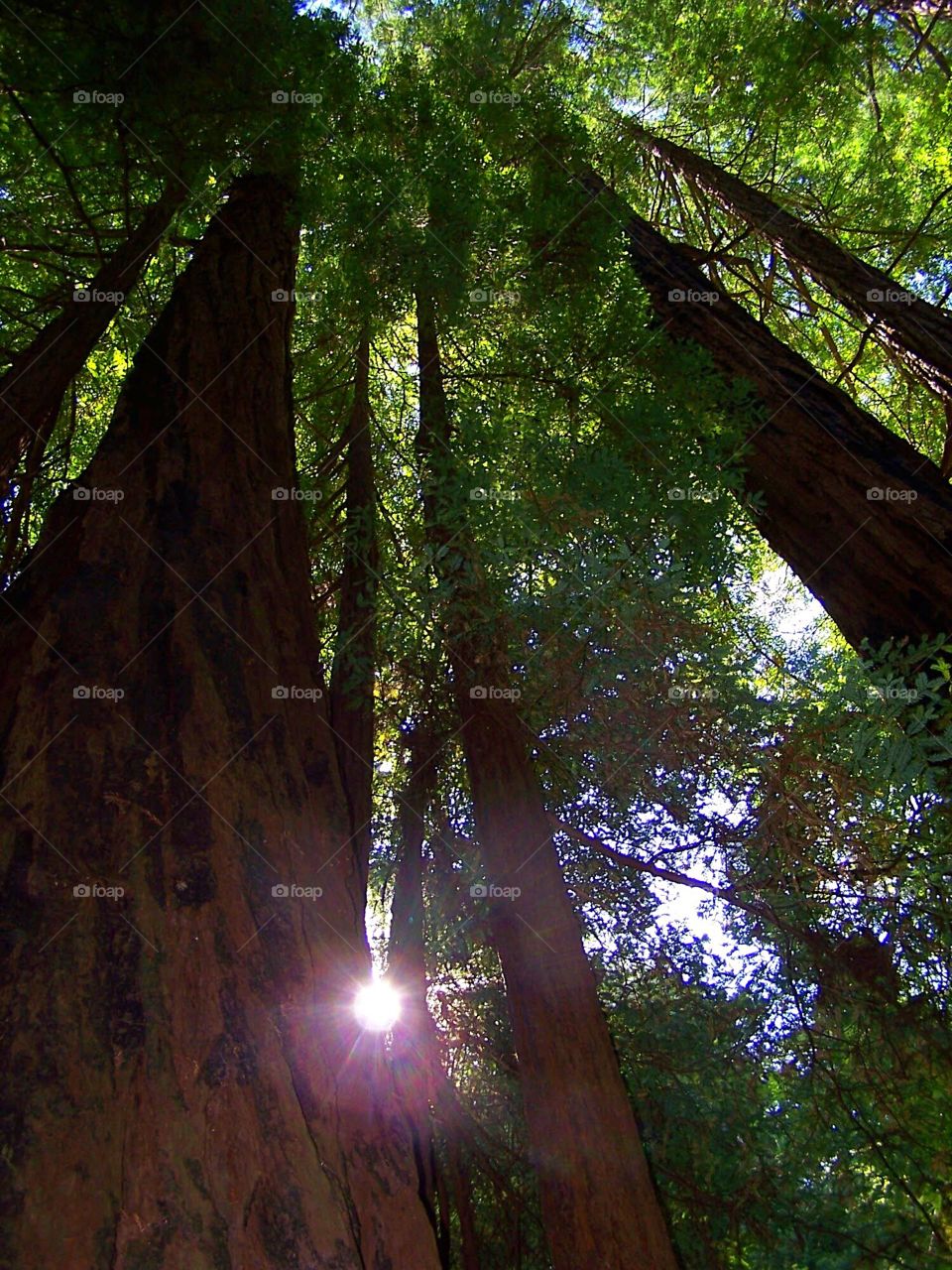 Sequoias in the Muir Woods in California