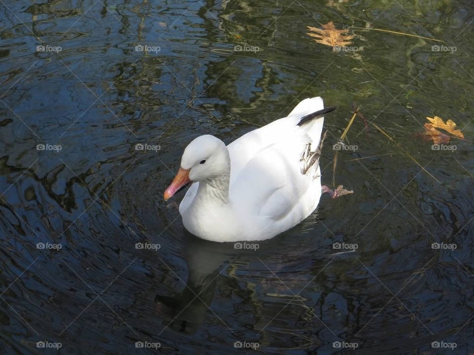 White duck