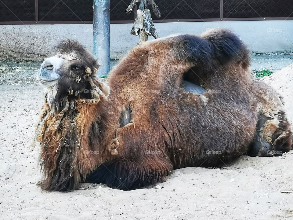 Camel