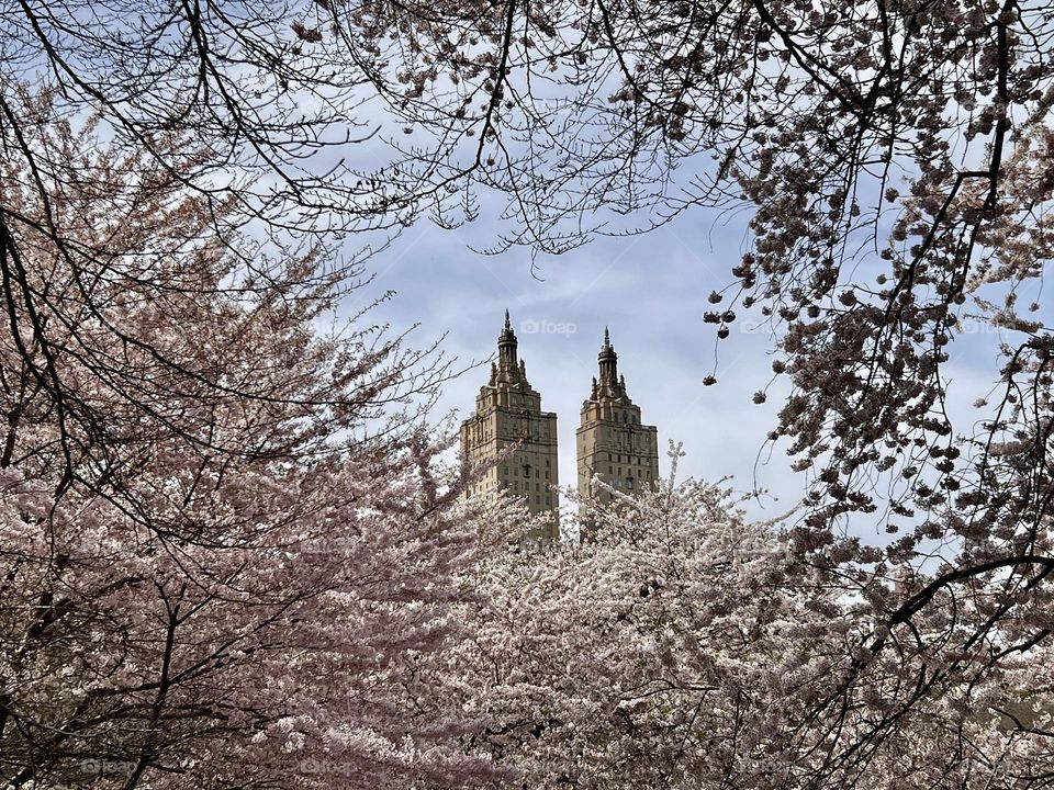 Spring in Central Park 