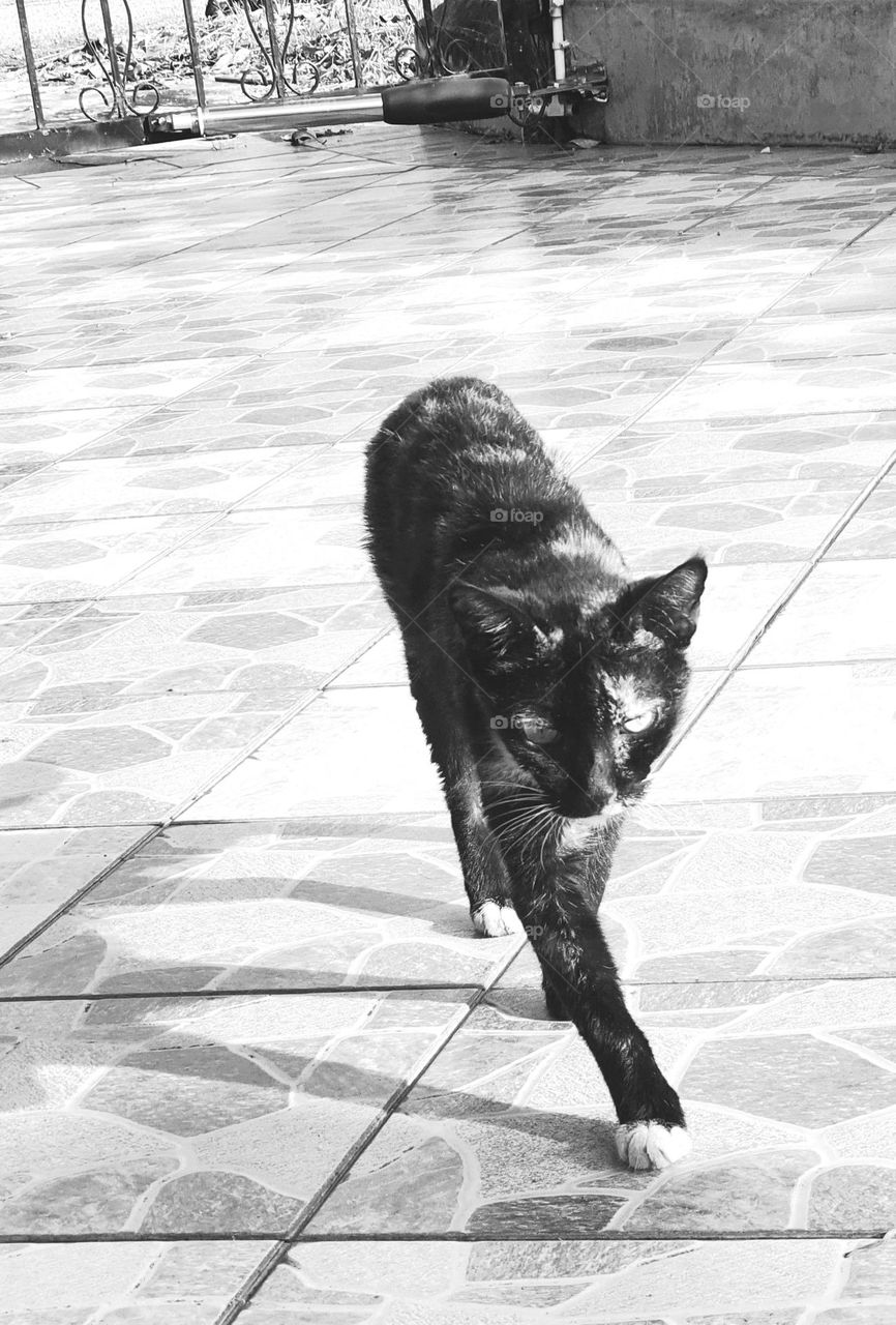 Tortoiseshell Cat on the Move